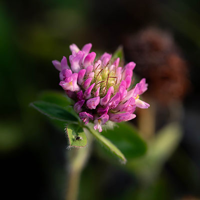 Red Clover